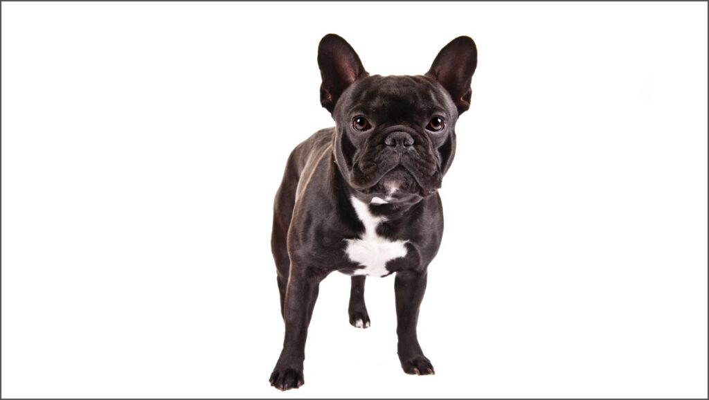 French Bulldog standing on a white background.
