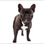 French Bulldog standing on a white background.