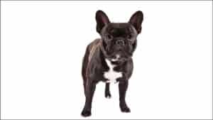 French Bulldog standing on a white background.