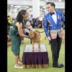 Starrla Armwood at the 2026 Westminster Kennel Club dog show