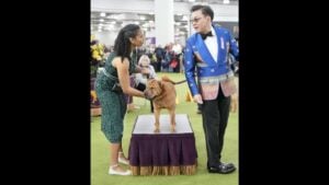 Starrla Armwood at the 2026 Westminster Kennel Club dog show