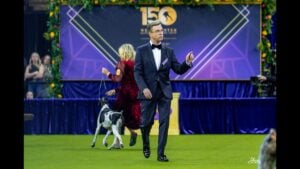Doug Johnson at the 2026 Westminster Kennel Club Dog Show