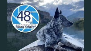 2026 AKC Photo Contest