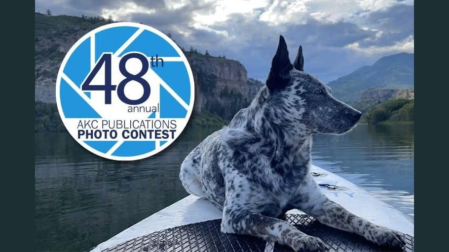 2026 AKC Photo Contest