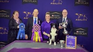 2026 Westminster Masters Agility Championship: Amber McCune & Prove-It