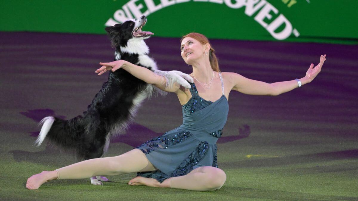 Crufts 2026 Heelwork to Music Winner Anastacia Beaumont from France with Salsa