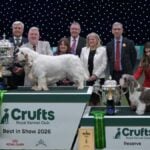 Crufts 2026 Best in Show Sh. Ch. Vanitonia Soloist, Clumber Spaniel, and Reserve Best in Show Am./Cro./Fin./Int. Ch. Black Majesty Some Say Ww24/25 Euw24/25, Petit Basset Griffon Vendéen