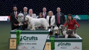 Crufts 2026 Best in Show Sh. Ch. Vanitonia Soloist, Clumber Spaniel, and Reserve Best in Show Am./Cro./Fin./Int. Ch. Black Majesty Some Say Ww24/25 Euw24/25, Petit Basset Griffon Vendéen