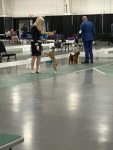 Walla Walla Kennel Club 2026 Dog Show | Pasco, Washington