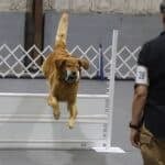 2026 Cherry Blossom Cluster | Timonium, MD