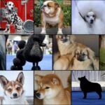 Non-Sporting-Group breeds collage