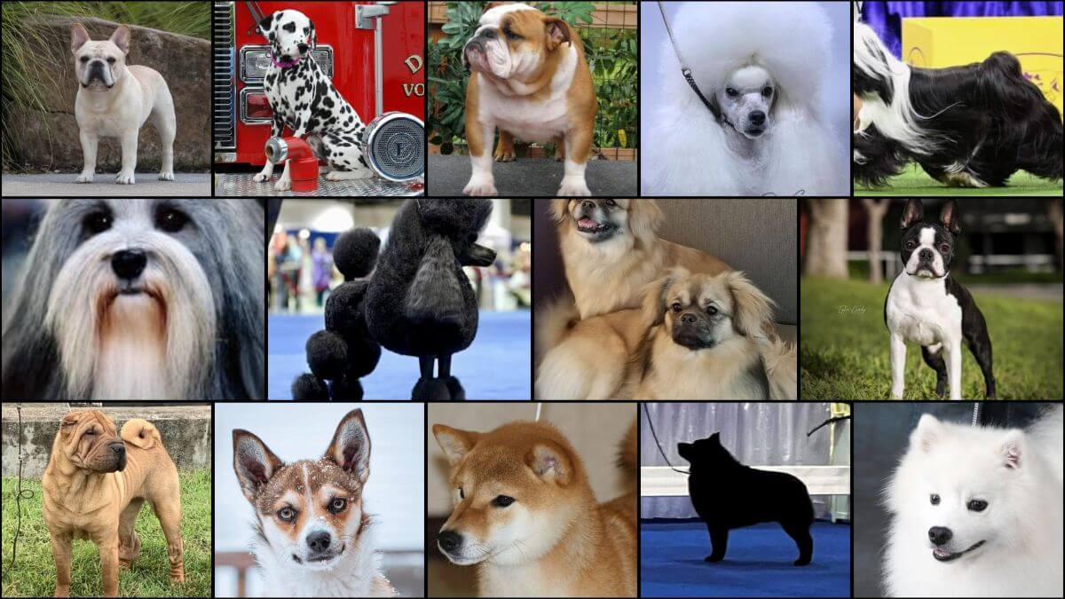 Non-Sporting-Group breeds collage
