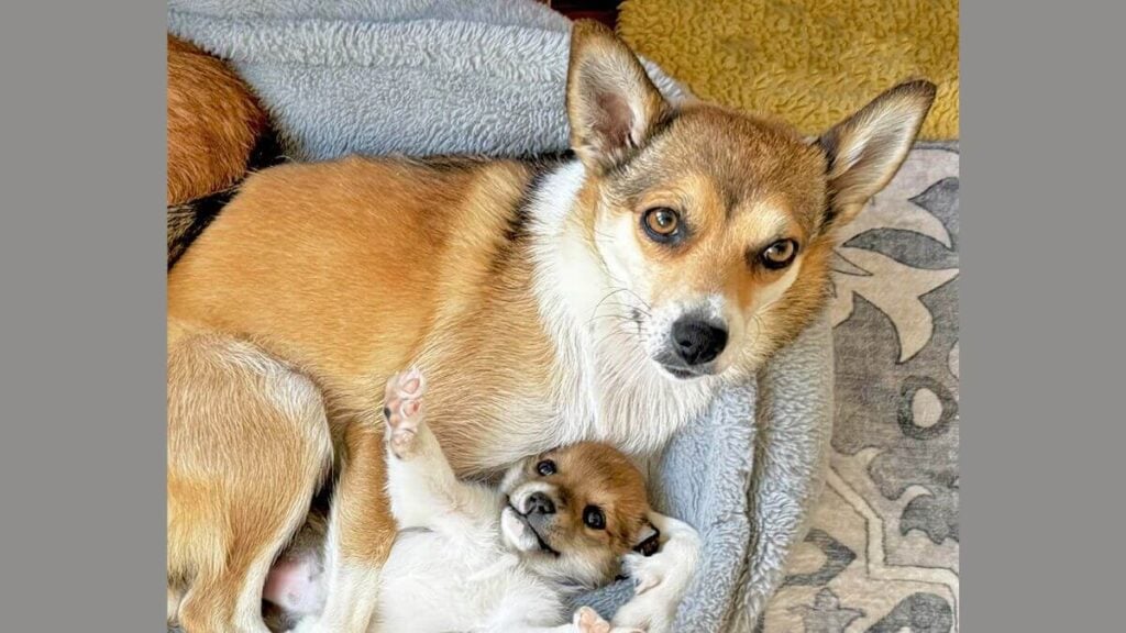 Norwegian Lundehund with a puppy