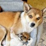 Norwegian Lundehund with a puppy