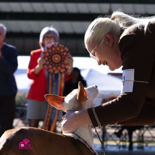 Sarah Murphy with her Ibizan Hound at a dog show