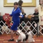 Stella Keimon at the 2026 Westminster Kennel Club Dog Show