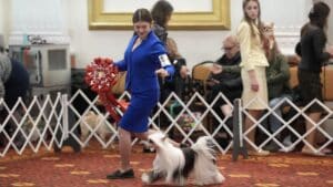 Stella Keimon at the 2026 Westminster Kennel Club Dog Show