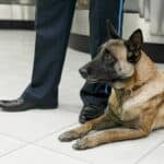 Portrait of detection dog at the airport sits down near customs officer.