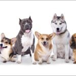 Group dogs in front of white background