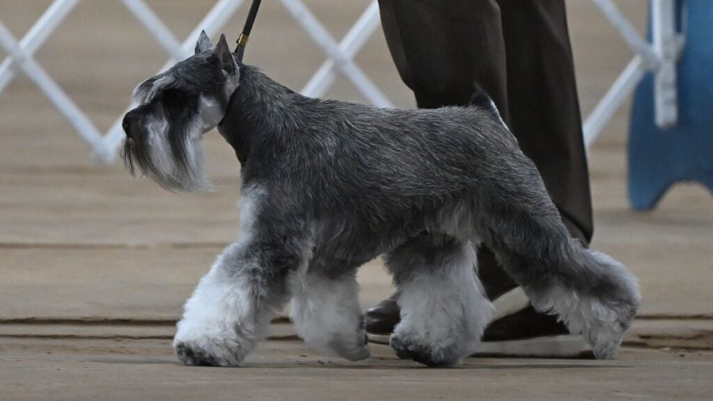 Group IV Terrier Club of Salt Lake 2026 Dog Show