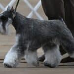 Group IV Terrier Club of Salt Lake 2026 Dog Show