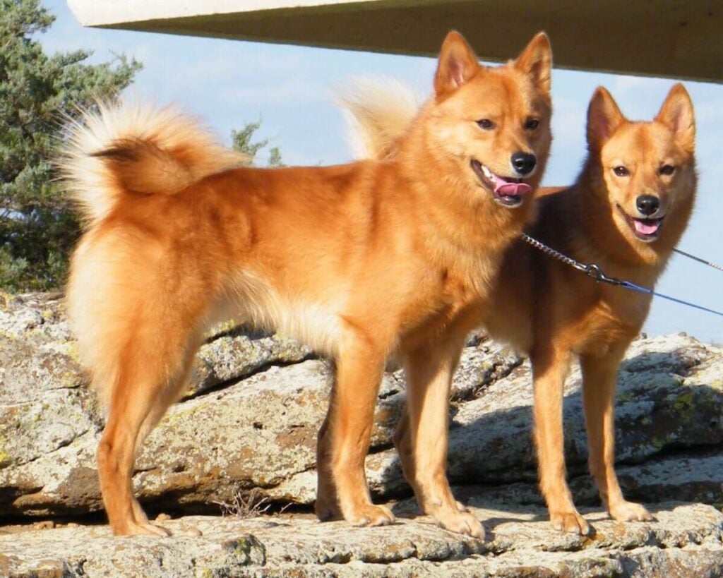 Two Finnish Spitz dogs standing on rocks