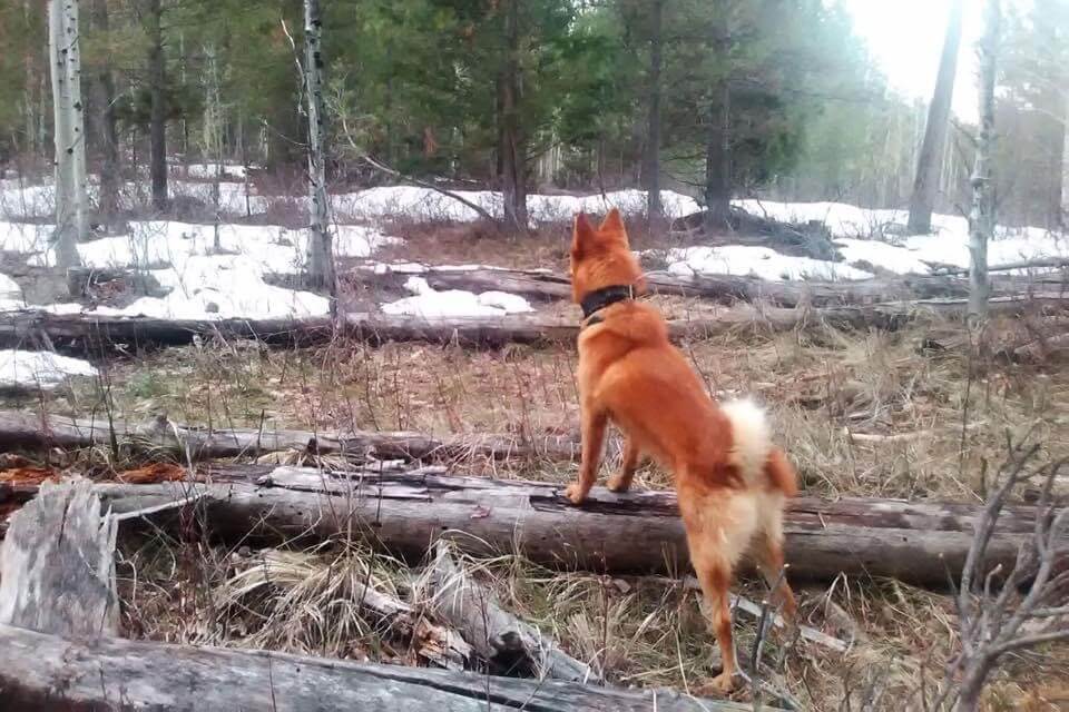 Finnish Spitz in the woods