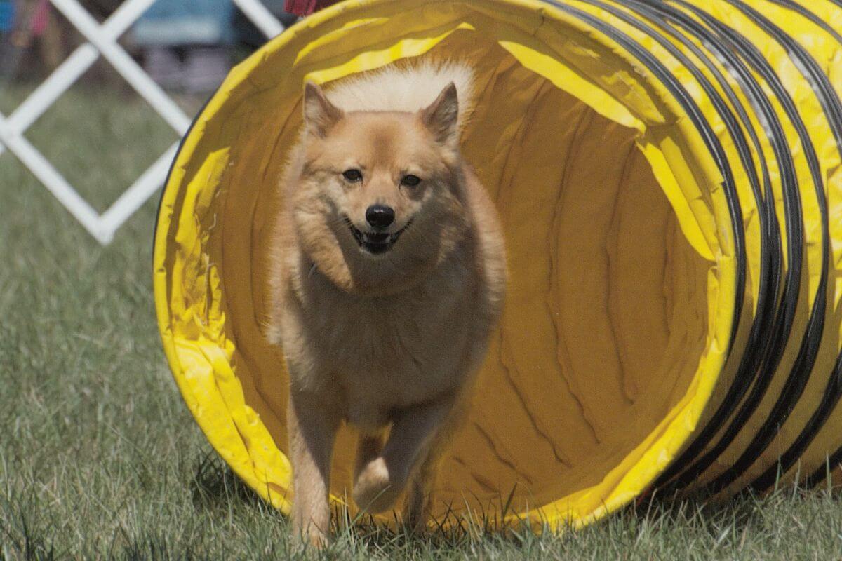 Finnish Spitz in Agility dog sport