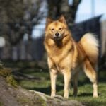 Finnish Spitz