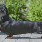 Side photo of a Dachshund
