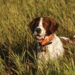 Irish Red and White Setter in the field