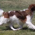Nederlandse Kooikerhondje
