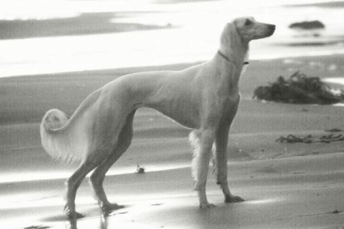 A flashback from the 1990s, Saluki Ch. Gemini Phaeton Jane Eyre.