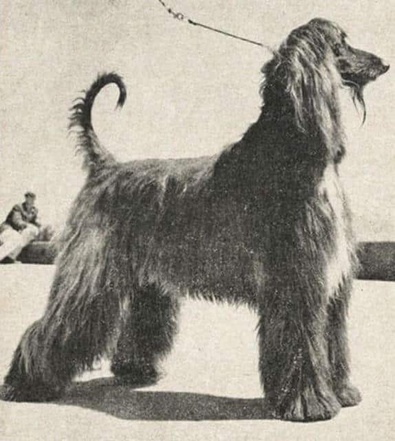 Ch. Shirkhan of Grandeur, the dog Anne Rogers Clark carried in her mind’s eye as the ideal Afghan Hound.