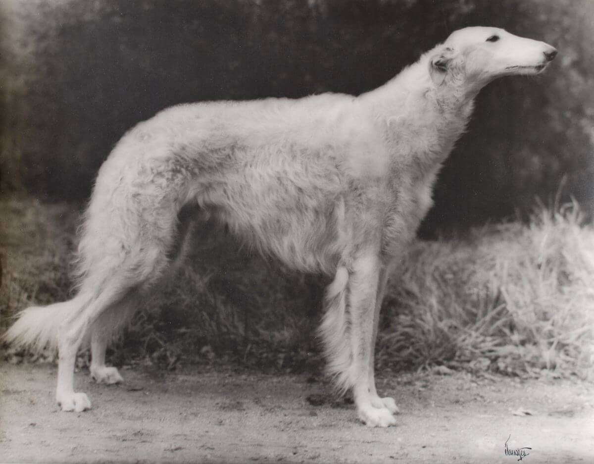 Ch. Vigow of Romanoff, bred by Mr. Borzoi himself, Louis Murr.