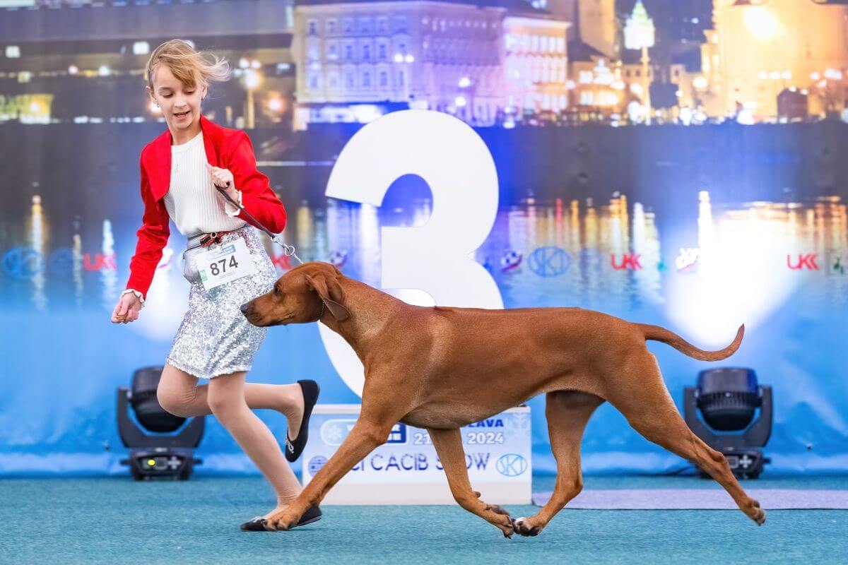 Crufts and World Show-winning Multi-Ch. Rhodesian Ridgeback Just Like A Dream Of Luanda. photo courtesy Milada Krchnava