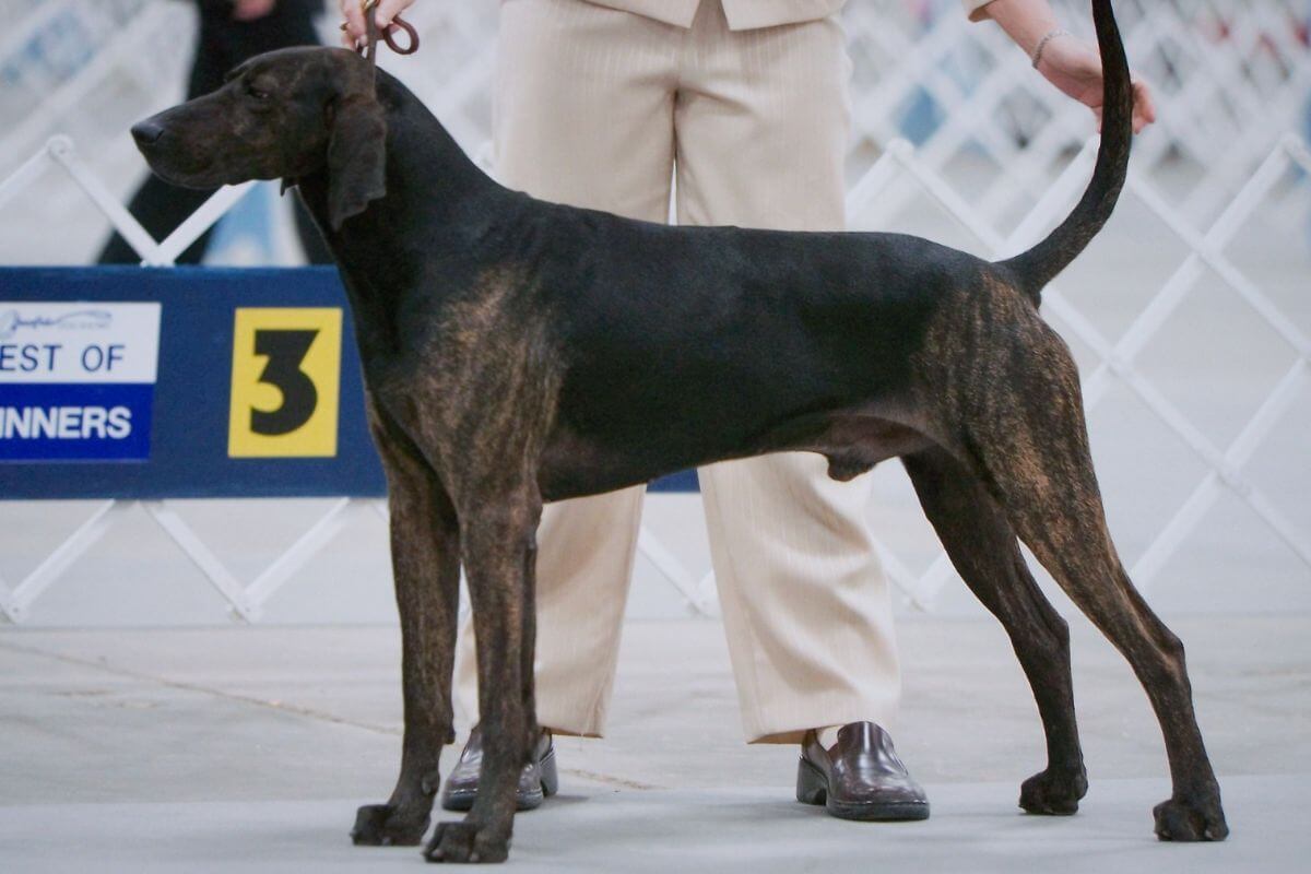 GCh. Black Monday, the first-BIS Plott.