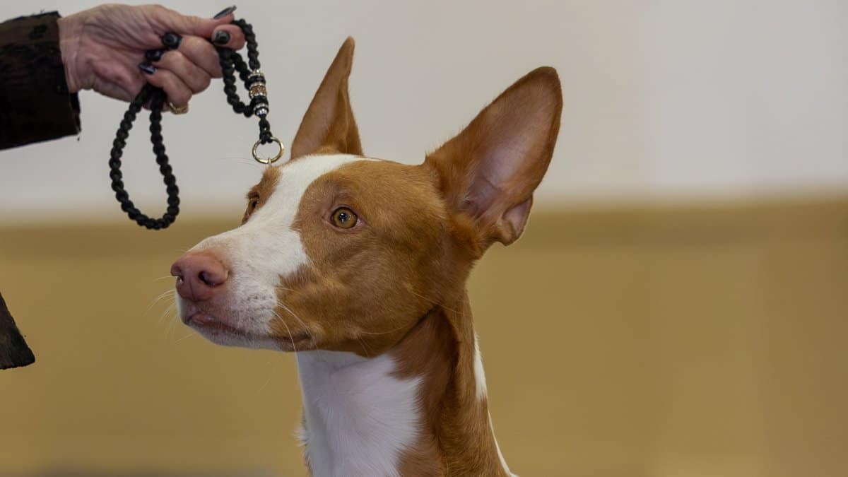 Hound Association Of Northern California 2026 Dog Show