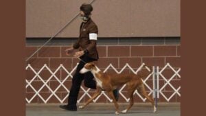 Junior Handler at a dog show