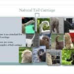The original (2015) AKC Standard for the Spanish Water Dog did not include reference to tail structure or carriage. This slide from the club’s first JE presentation made note of the discrepancy, which was corrected in the Standard revision in 2022. This is not an uncommon situation with newly recognized breeds. (photo: Spanish Water Dog Club of America)