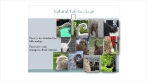 The original (2015) AKC Standard for the Spanish Water Dog did not include reference to tail structure or carriage. This slide from the clubโs first JE presentation made note of the discrepancy, which was corrected in the Standard revision in 2022. This is not an uncommon situation with newly recognized breeds. (photo: Spanish Water Dog Club of America)
