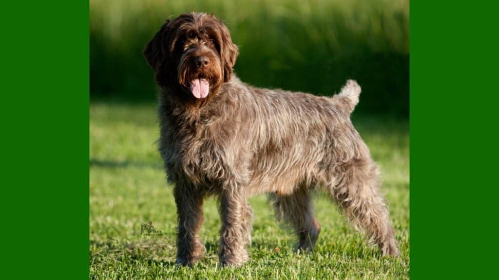 Wirehaired Pointing Griffon