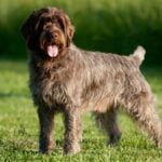 Wirehaired Pointing Griffon