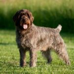 Wirehaired Pointing Griffon