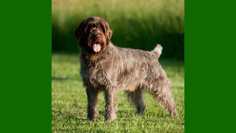 Wirehaired Pointing Griffon