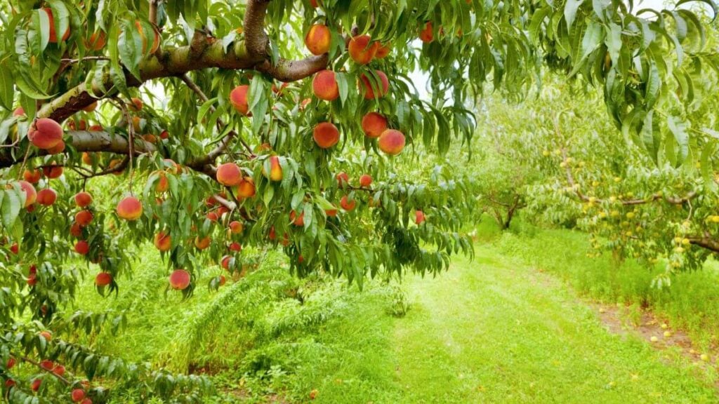 Peach orchard. Closeup of a peach tree brunch with ripe fruit at an orchard in Central Kentucky