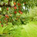 Peach orchard. Closeup of a peach tree brunch with ripe fruit at an orchard in Central Kentucky