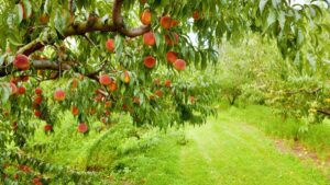 Peach orchard. Closeup of a peach tree brunch with ripe fruit at an orchard in Central Kentucky