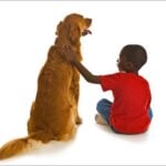 A Boy and his Dog. A small African American boy with a beautiful Golden Retriever dog.