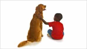 A Boy and his Dog. A small African American boy with a beautiful Golden Retriever dog.